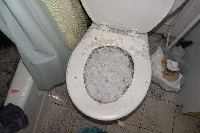 Hail grows in Brooklyn toilet